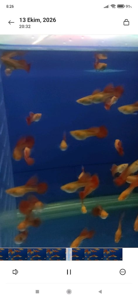 Albino Ful Red Big Dorsal - 7