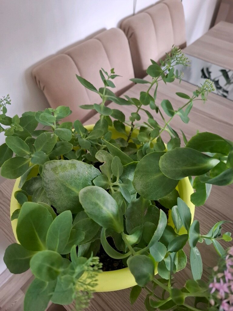 hepsi 550₺ canlı çiçekler - 12
