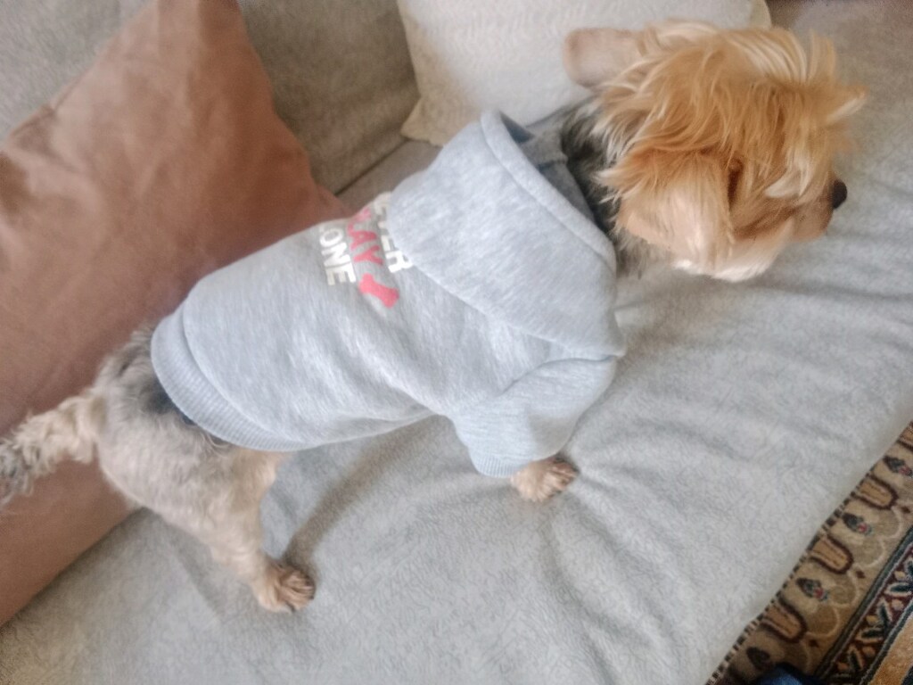 köpek giyisisi S beden - 2