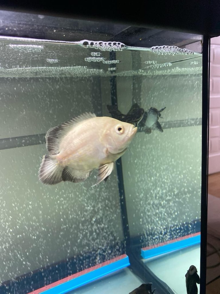 Albino Oscar ve odun pengasus