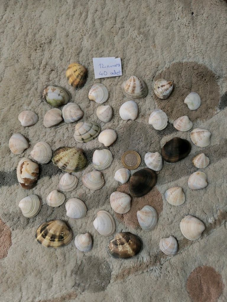 doğal Deniz kabukları - 12
