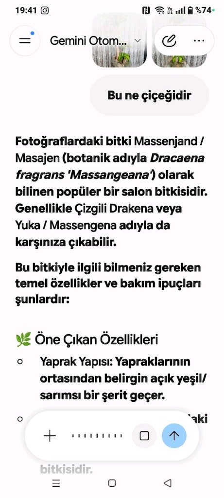 Büyük boy yucca salon ofis dükkan çiçeği - 7