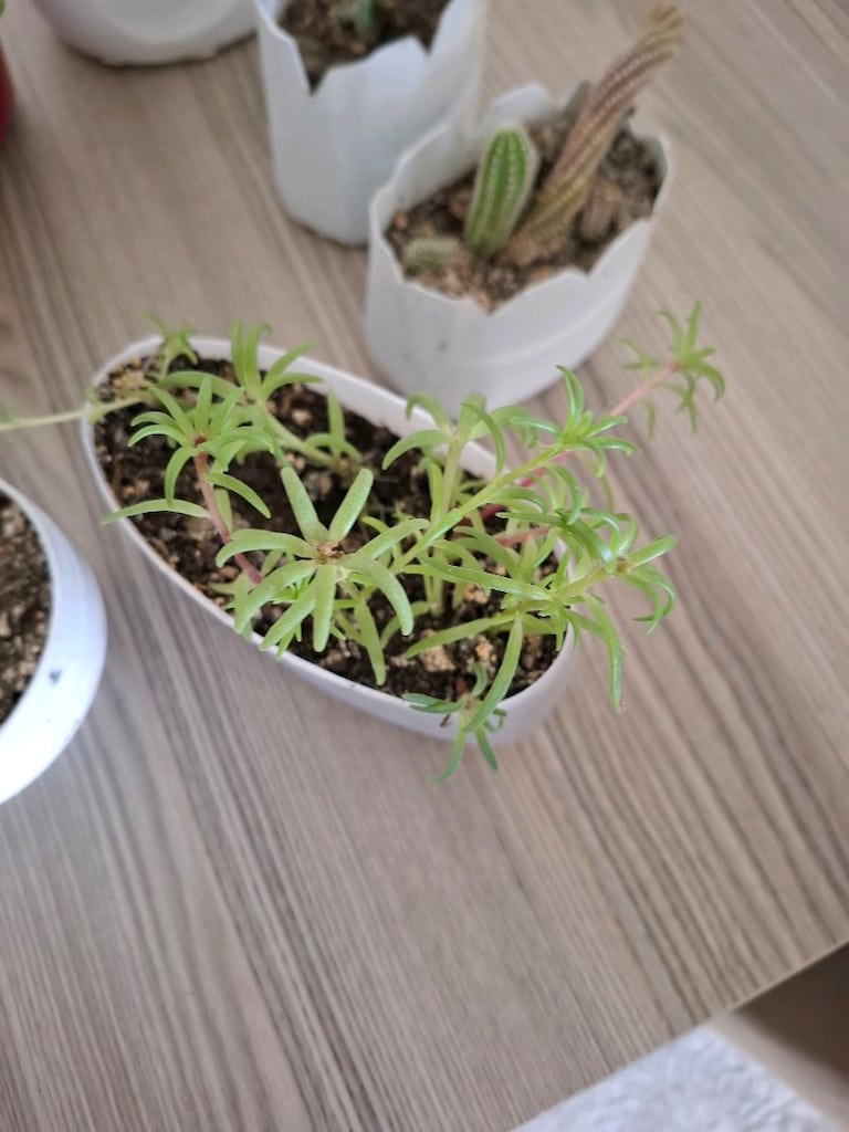hepsi 100₺ 6 adet canlı çiçek - 9