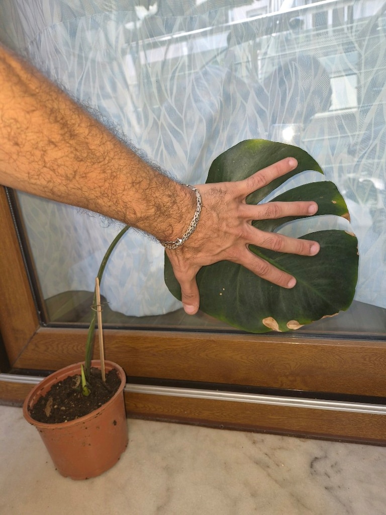 Monstera deve tabanı bitkisi - 2