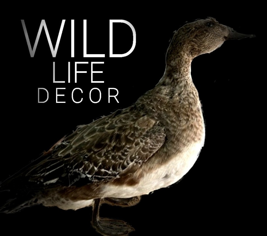 WILD LIFE REAL BIG D E C O R - 3