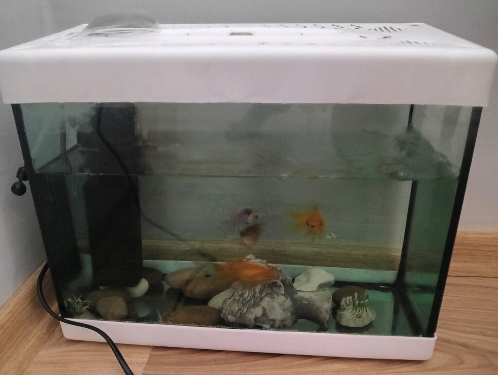 mini akvaryum - 3