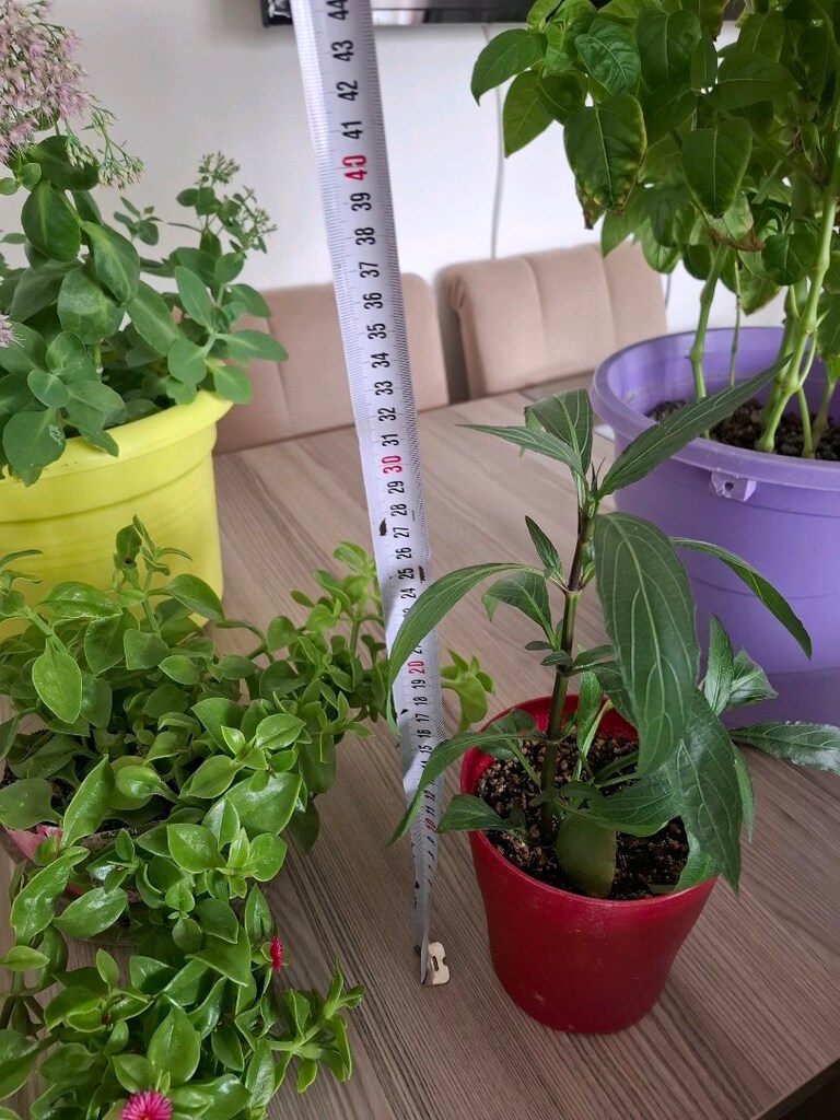 hepsi 550₺ canlı çiçekler - 4