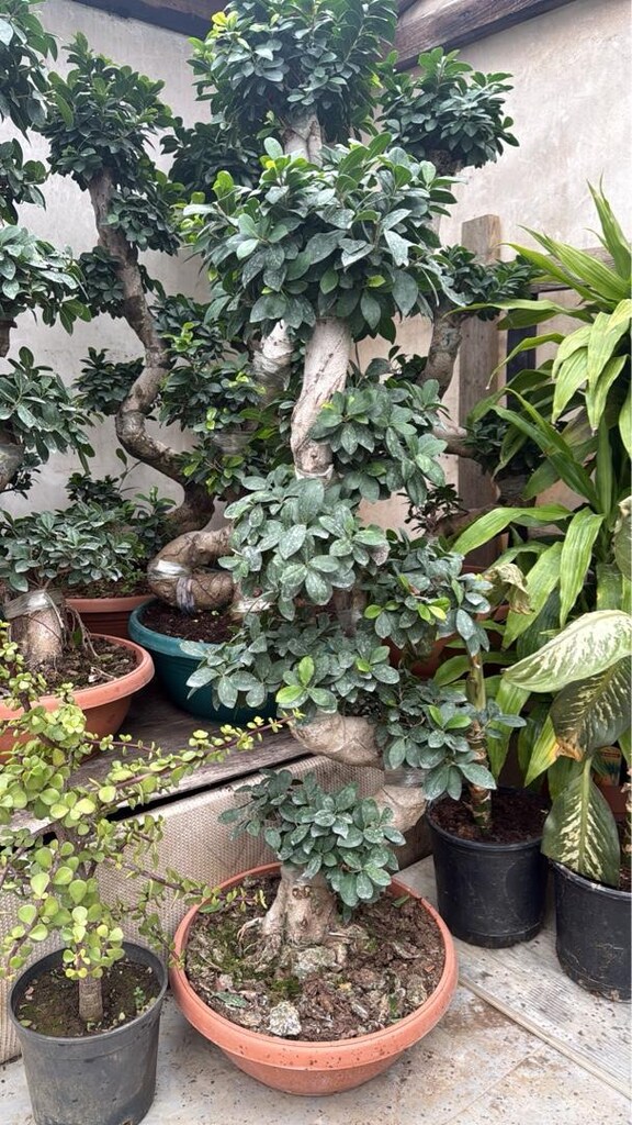 ficus bonsai bitkisi - 2