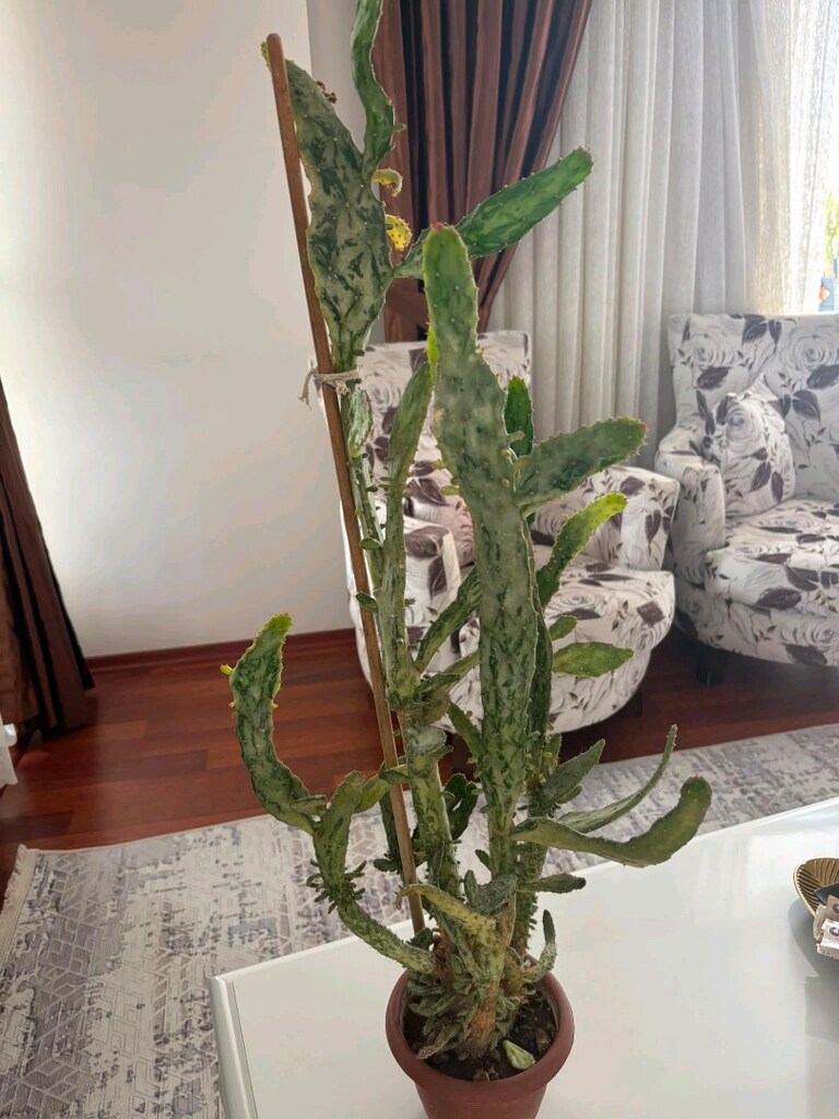 Canlı çiçek - 2