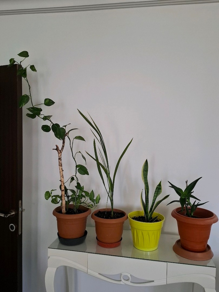 canlı çiçekler ( salon ,ofis balkon vs) - 10