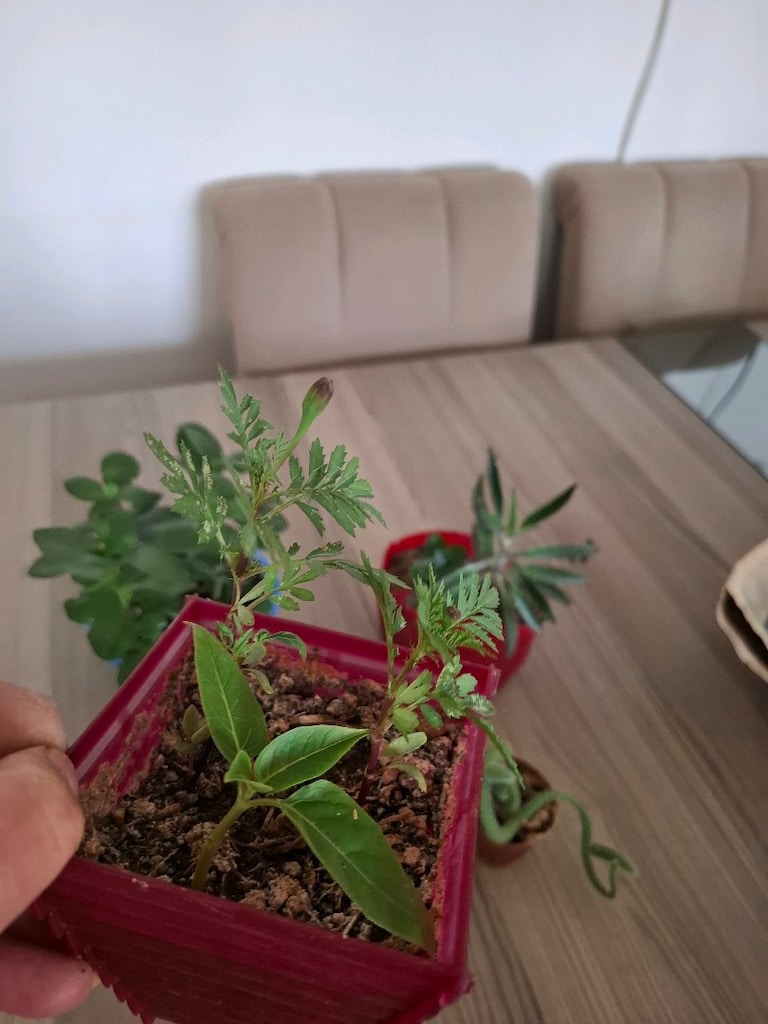 4 farklı canlı çiçek 100₺ - 4