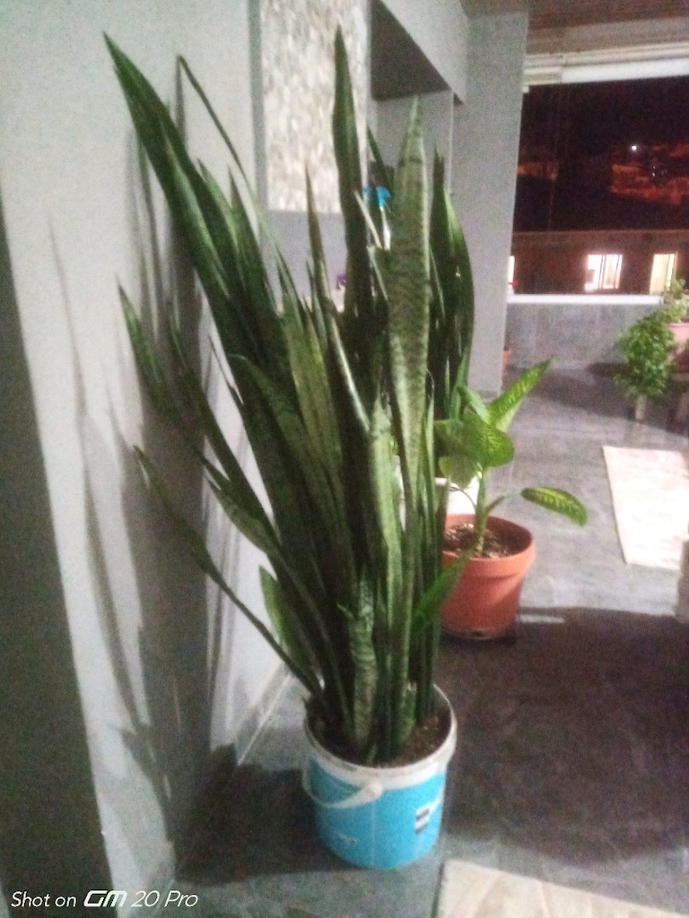 kılıç çiçeği 1 metre 50 santim - 4