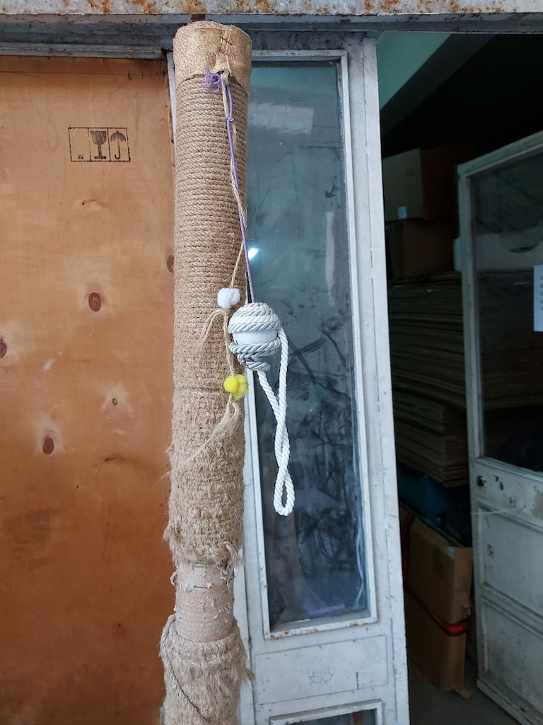 kedi tırmanarak direği yer güngören - 4