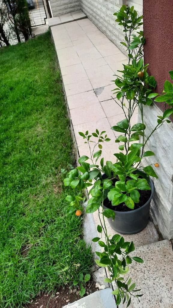 mandalina fidesi - 2