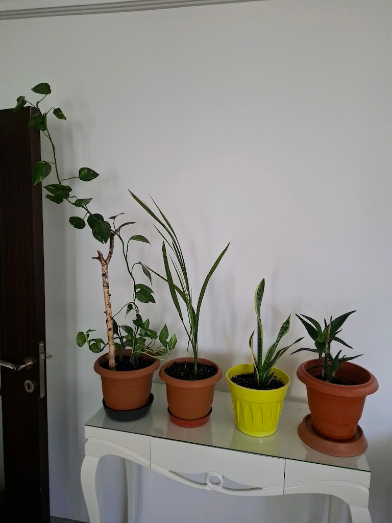 canlı çiçekler ( salon ,ofis balkon vs) - 9