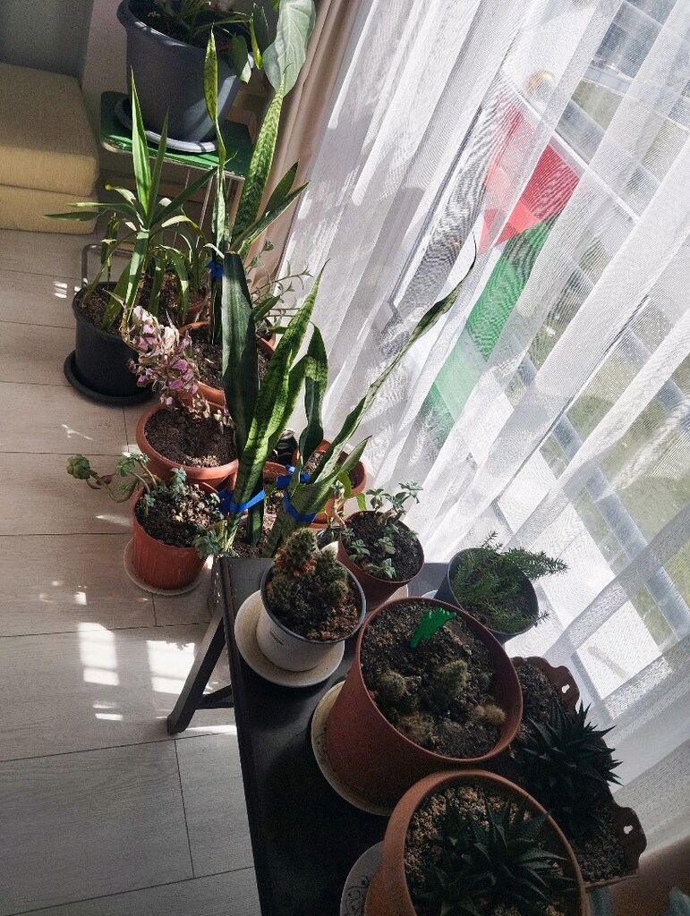 Canlı Çiçek her mevsim yetişen bakımı kolay - 4
