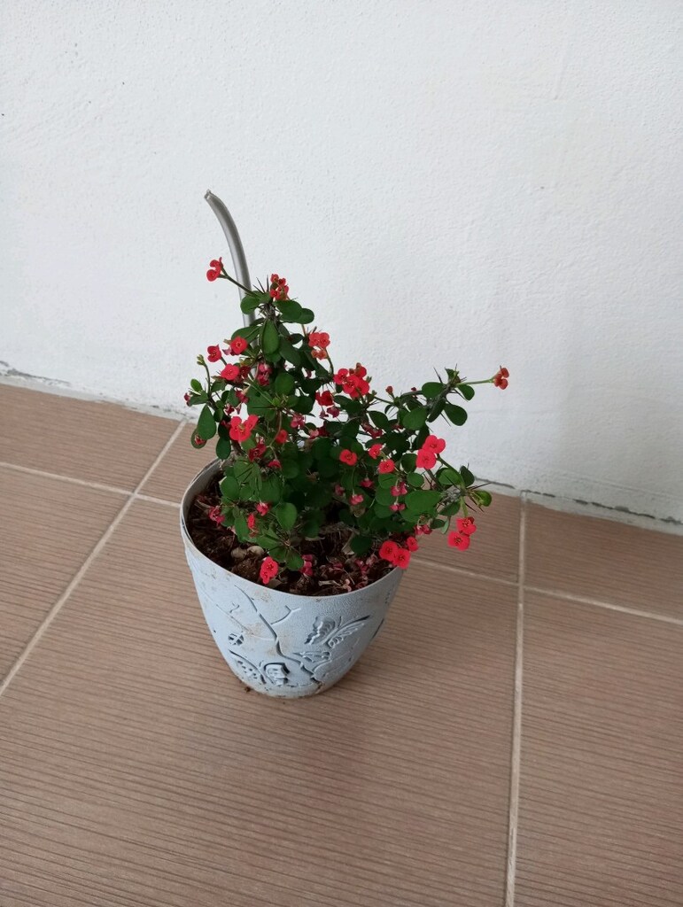 çiçek - 2