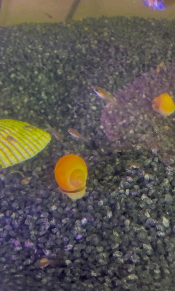!! KAMPANYA !! 2 Adet Elma Salyangozu (1-3 cm) - 3