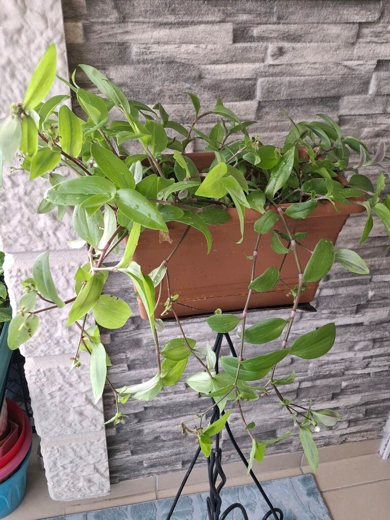 telgraf çiçeği ve çiçeklik 1050₺ - 8