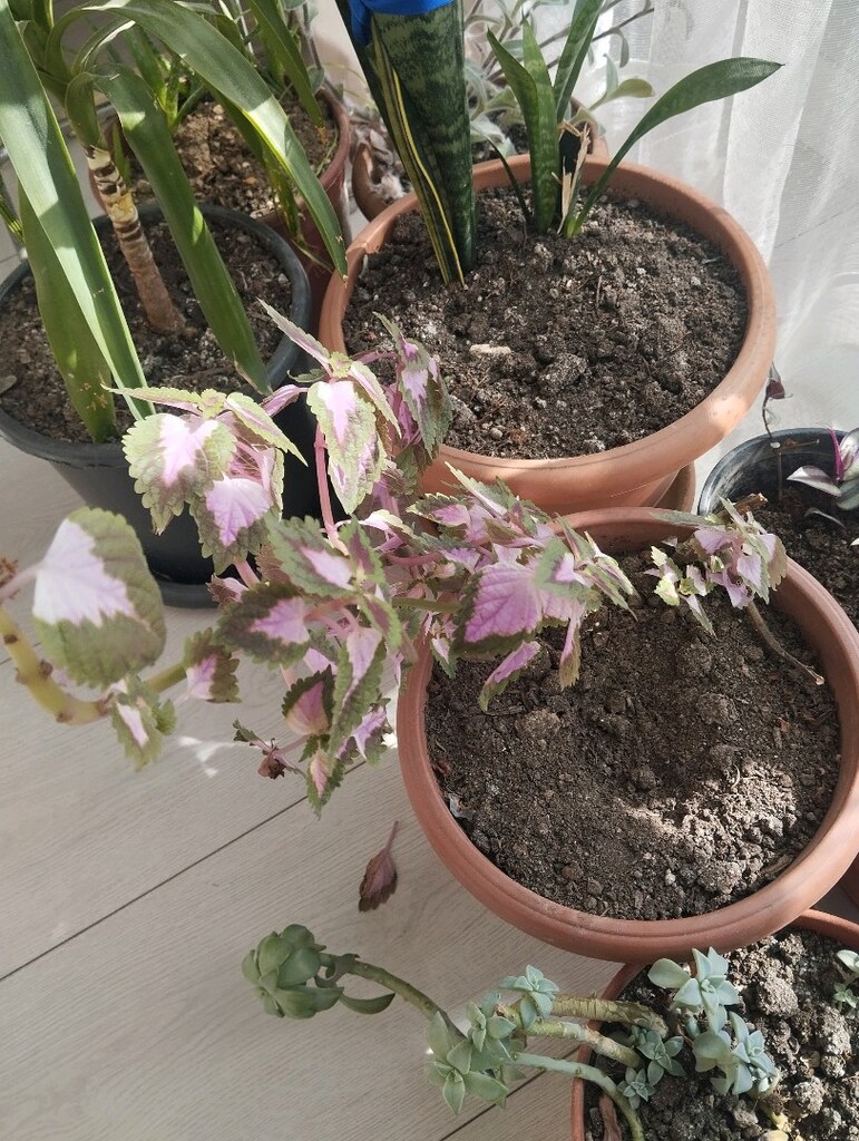 Canlı Çiçek her mevsim yetişen bakımı kolay - 18