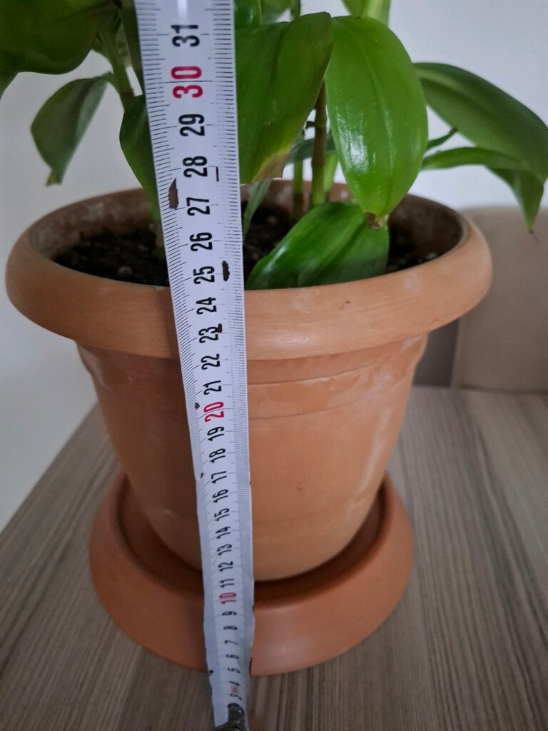 ev ve ofis bitkisi ( Ahtabot çiçeği ) - 9