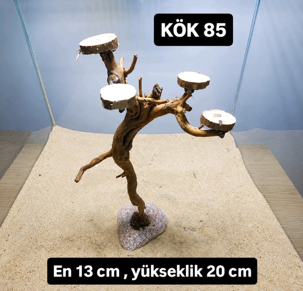 akvaryum kök - 3