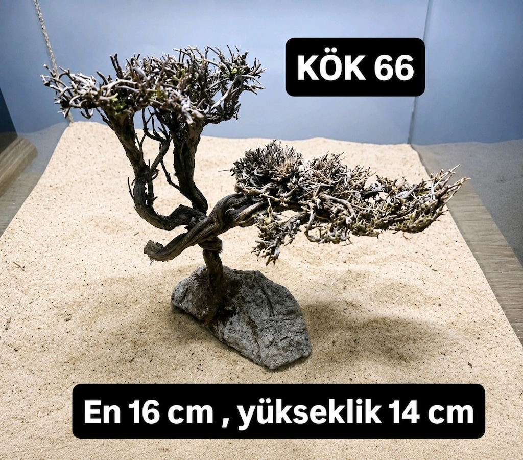 Moss ağacı - 17