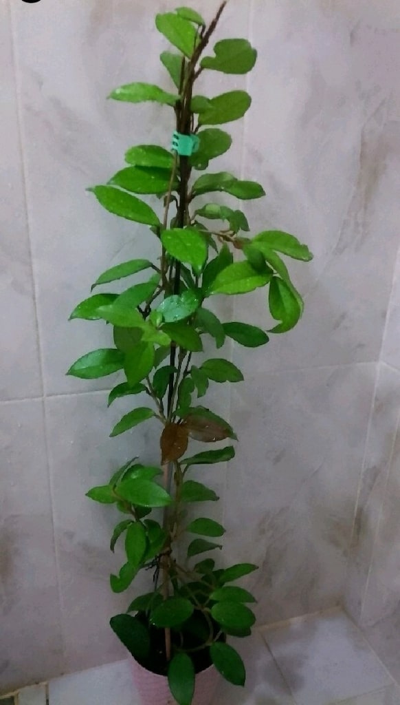 hoya mum çiçeği 155 cm boyunda 700 TL bufiyat pazara kadar geçerli - 3