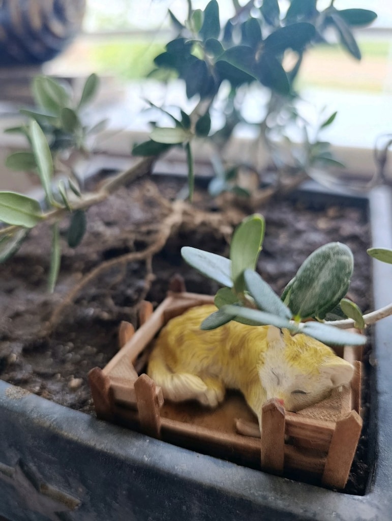 zeytin bonsai - 7