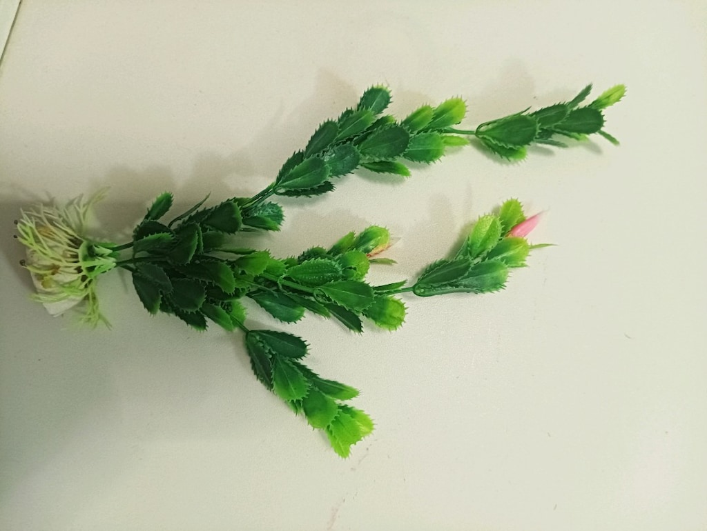 akvaryum bitkileri - 3