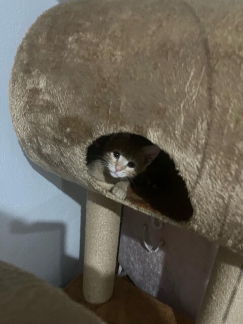 kedi evi
