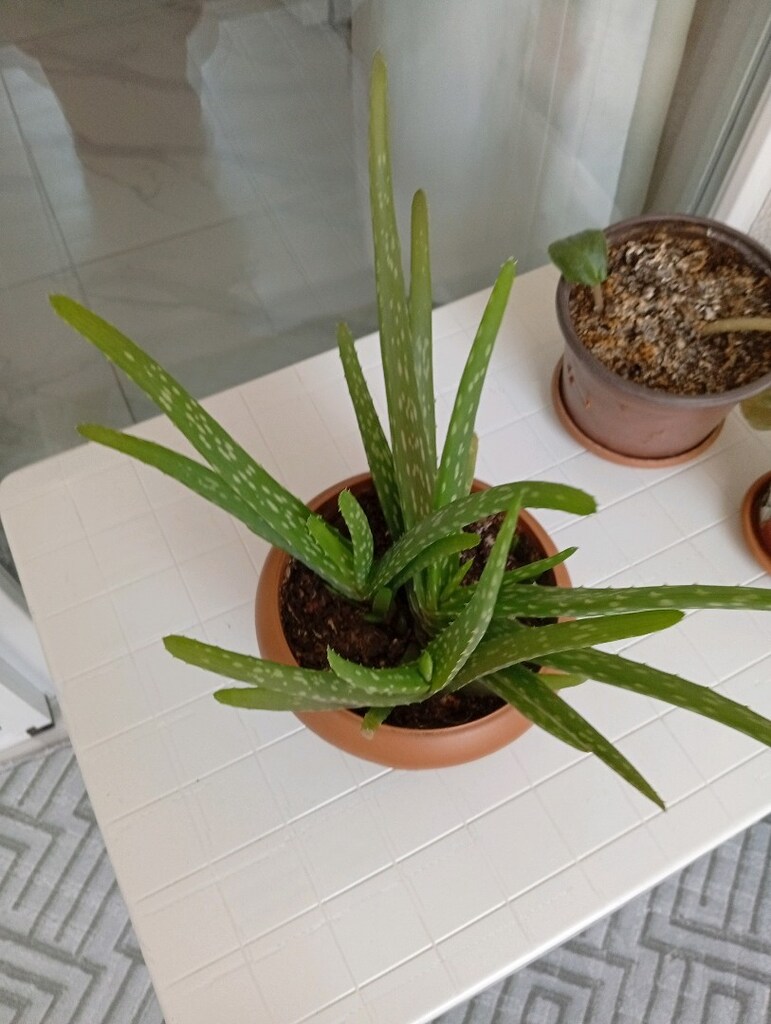 Aloevera çiçeği - 5