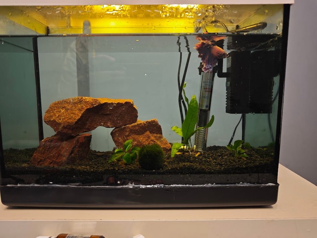 15 LİTE BETA AKVARYUMU BALIK TAM SET - 3
