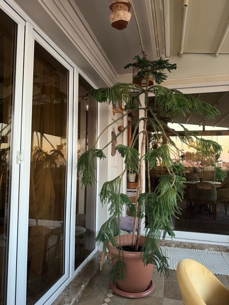 salon çamı