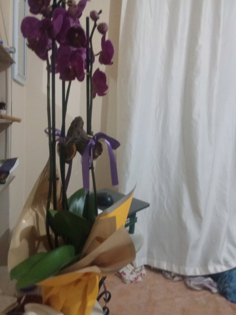 canlı çiçek sıfırdır,orkide - 7