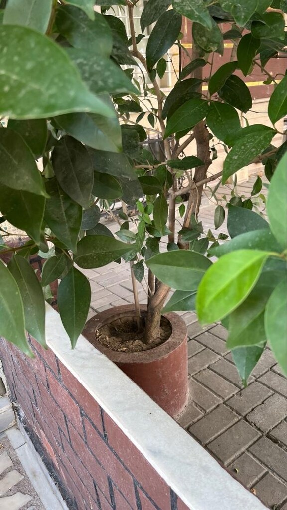 Çiçek Büyük Ağaç (Çit bitkisi/dekoratif) - 4