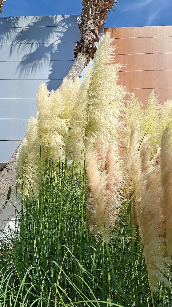 pampas - 3