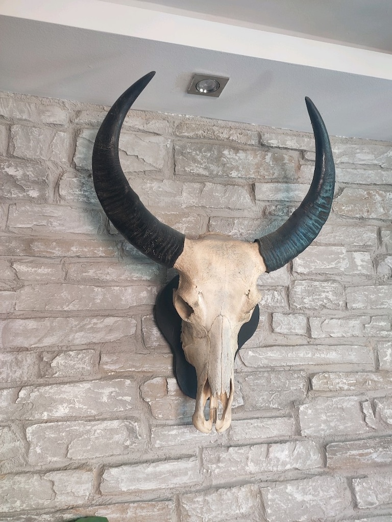 heykel aksesuar Gerçek Buffalo yurtdışından - 3