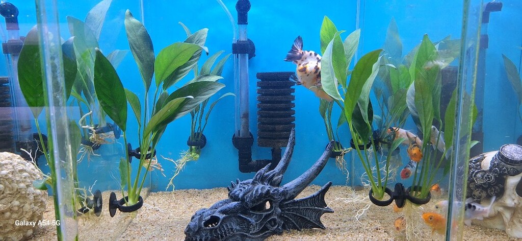 Anubias Congensis L Boy 20 cm İthal Bitki - 4
