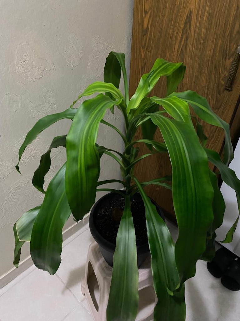 Dracena Massengena Yukka Çiçeği 100cm - 2