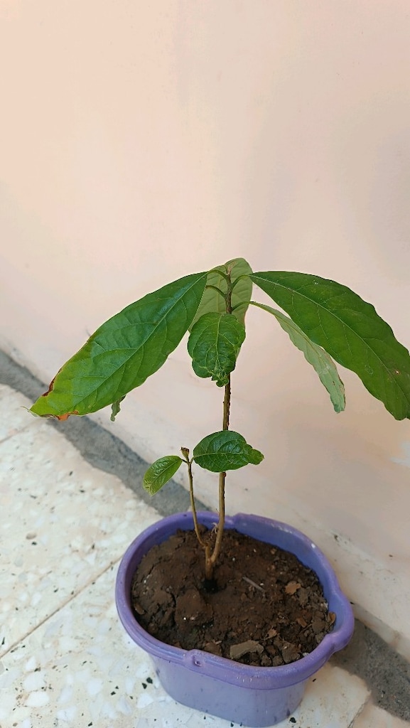 2 Adet Avakado ağacı - 6