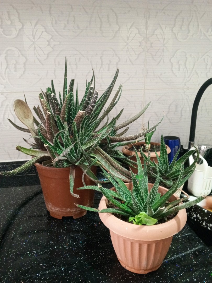 ALOE VERA - 3