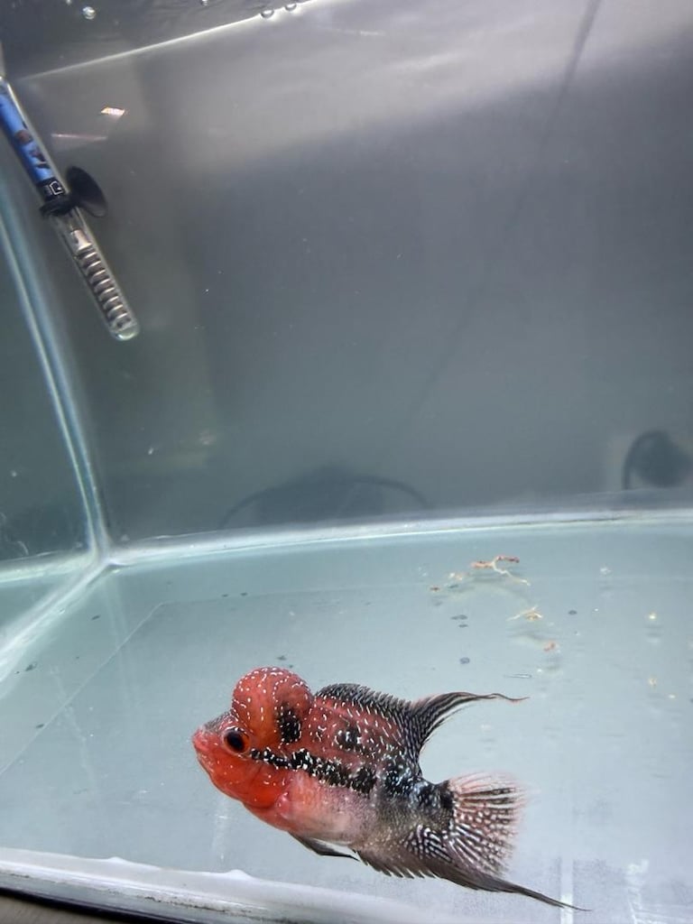 Sağlıklı Red Dragon Flowerhorn - 2