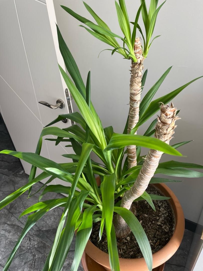 Canlı bitki / yuka - yucca bitkisi 6 gözlü - 4