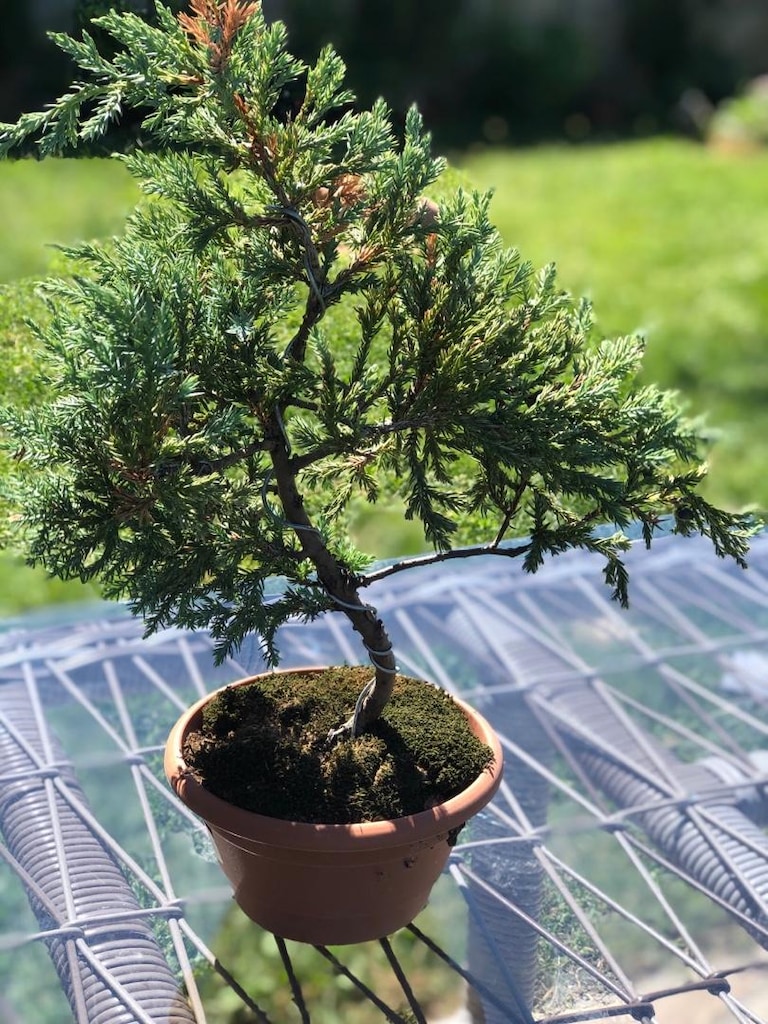 Bonsai Bİtkisi - 3
