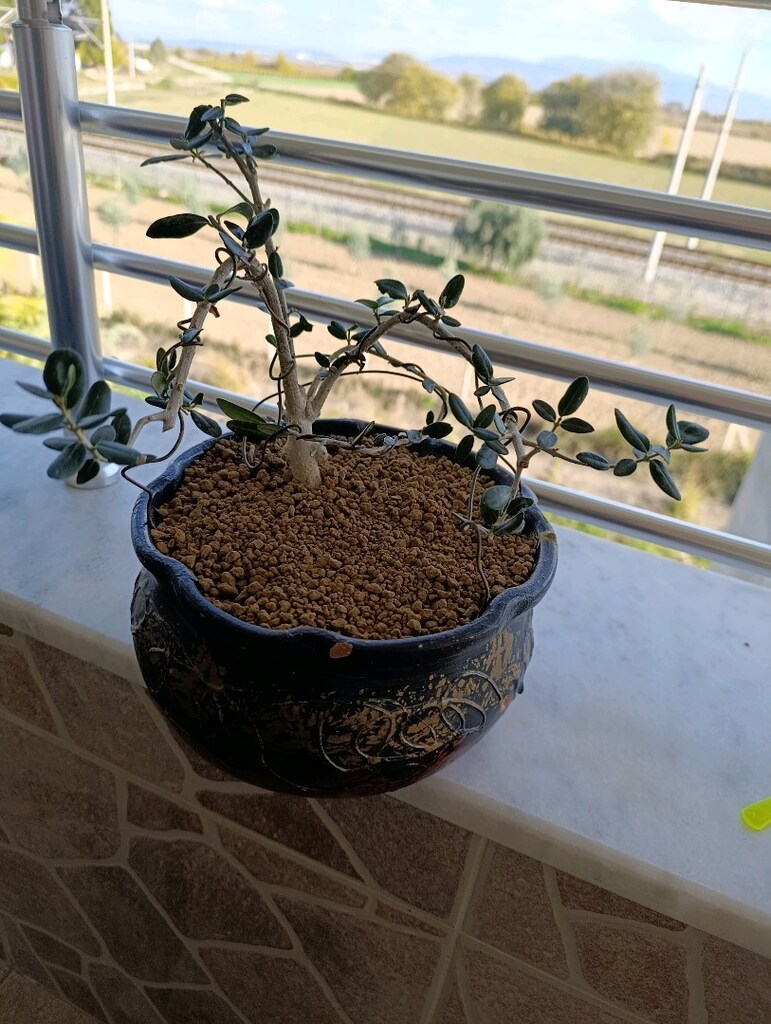 bonsai - 4