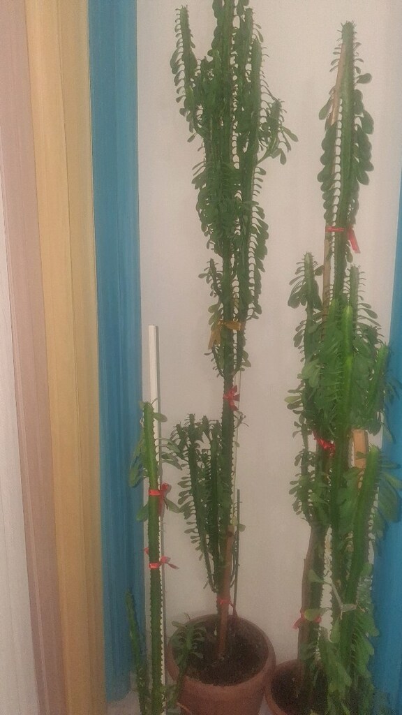 çiçek sut agaci - 3
