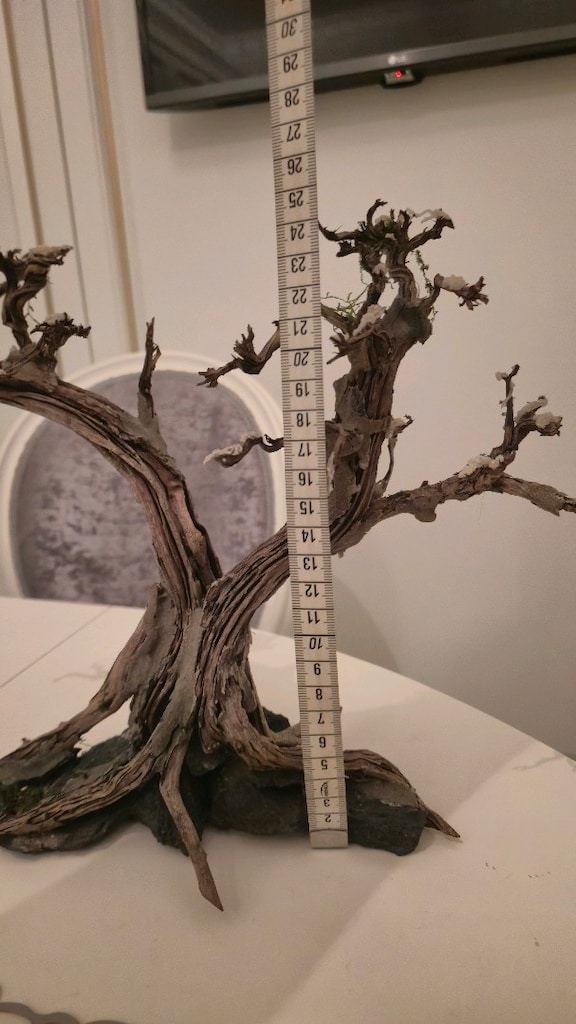 Doğal moss ağacı - 5