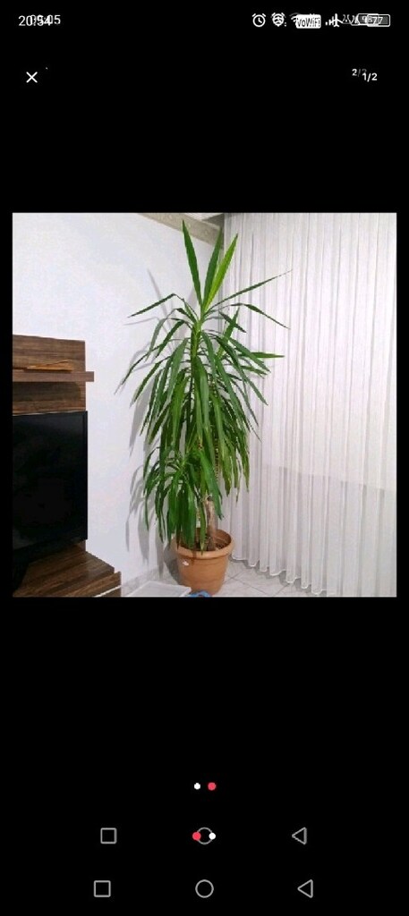canlı yucca çiçek - 2