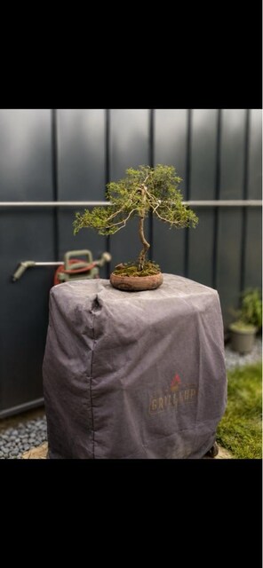 Bonsai Ardıç